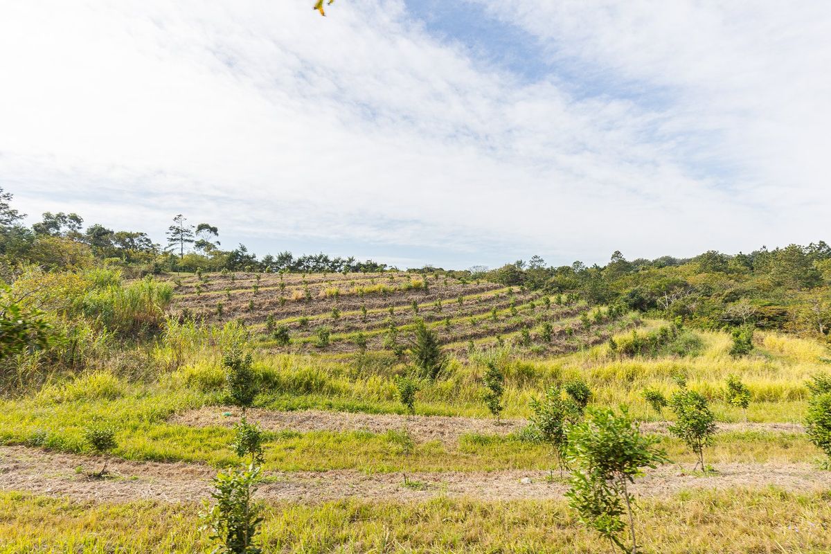 A view of the farm property featuring terraced land with young orchard trees and natural vegetation.