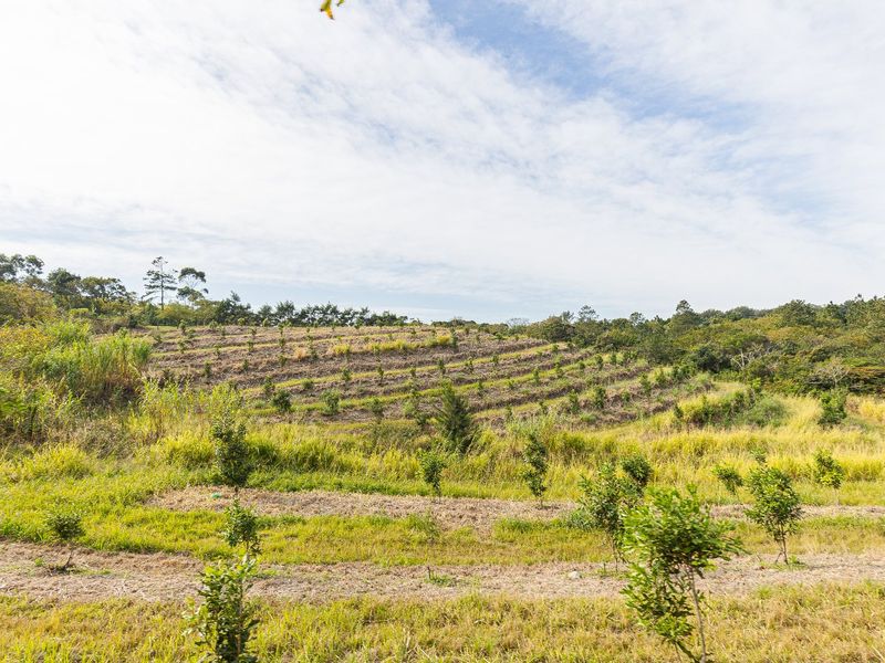A view of the farm property featuring terraced land with young orchard trees and natural vegetation.