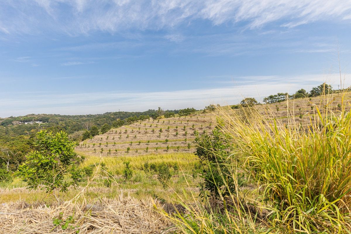 Expansive view of the farm property featuring terraced land and young orchard plantings set against a natural landscape.