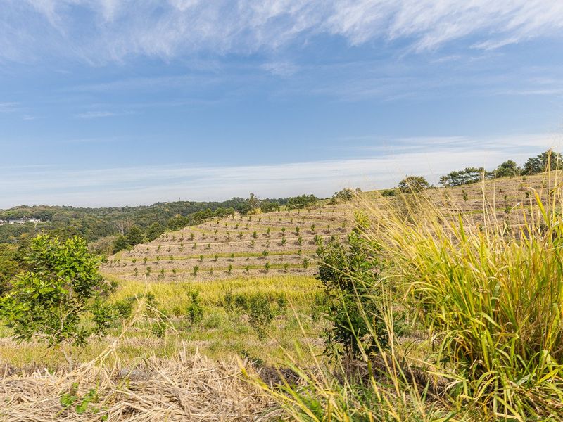 Expansive view of the farm property featuring terraced land and young orchard plantings set against a natural landscape.