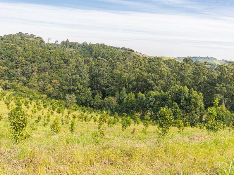 A scenic view of the farm property featuring a sloped landscape with a young orchard and dense native forest in the background.