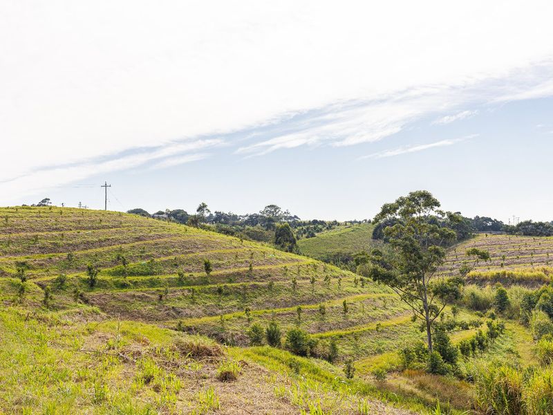 A scenic view of a terraced hillside landscape on a farm, featuring rolling green slopes and established trees.