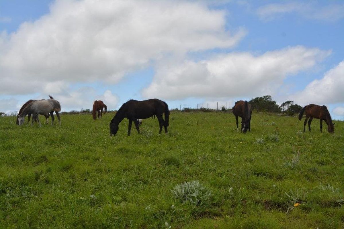Expansive open pasture land suitable for grazing, featuring natural grass terrain and perimeter fencing.
