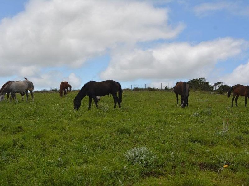 Expansive open pasture land suitable for grazing, featuring natural grass terrain and perimeter fencing.