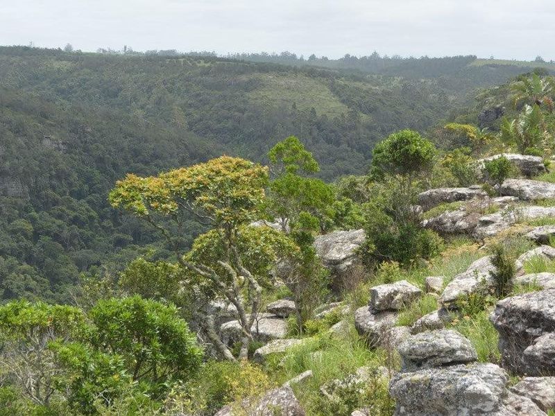 A scenic view overlooking a lush, forested valley with natural rock formations and native vegetation, showcasing the property's expansive landscape.