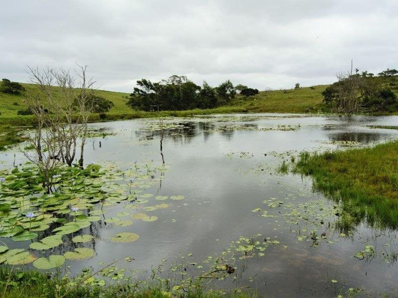 A scenic view of a natural pond on the farm property, featuring water lilies and surrounding grassy hills.