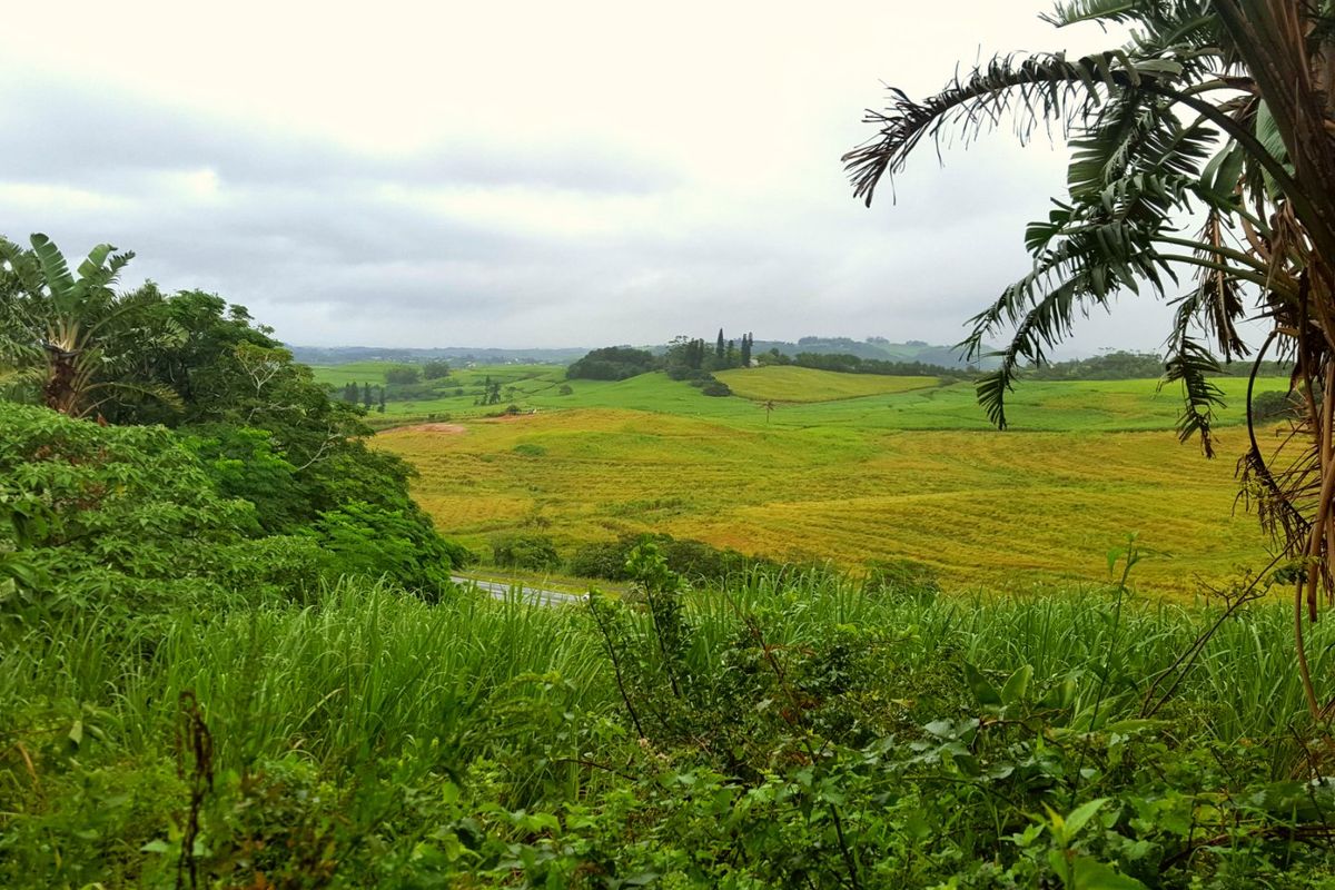 Expansive scenic view overlooking rolling green hills and agricultural landscape, showcasing the natural beauty and open space of the property.