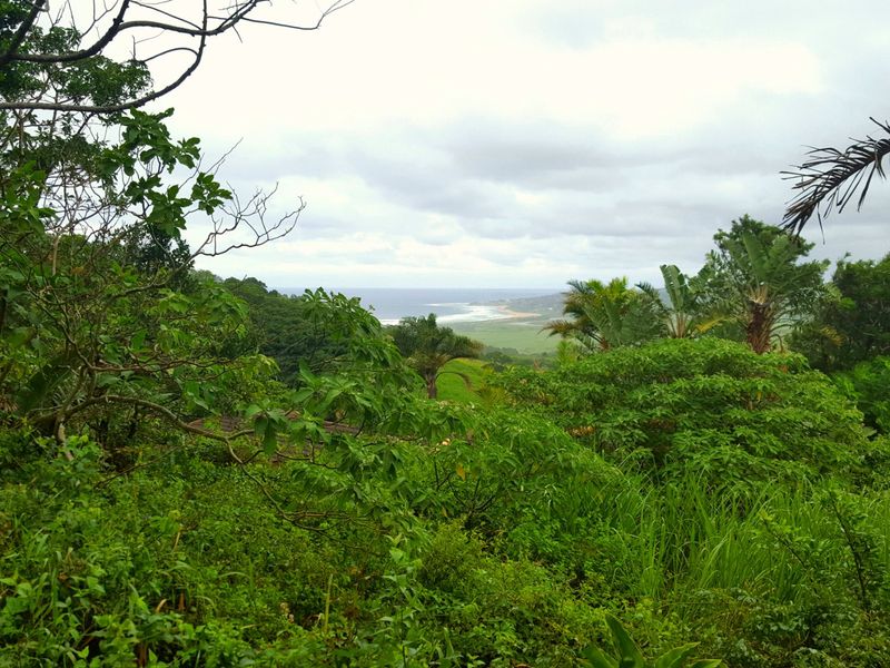 A scenic elevated view overlooking lush green vegetation with a distant coastline and ocean horizon.