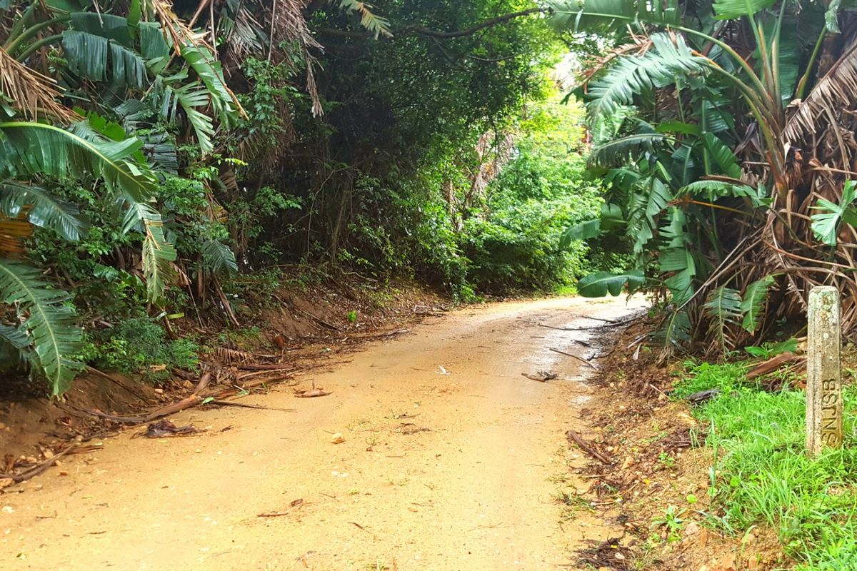 A view of an unpaved, dirt access road surrounded by dense, overgrown tropical vegetation and trees.
