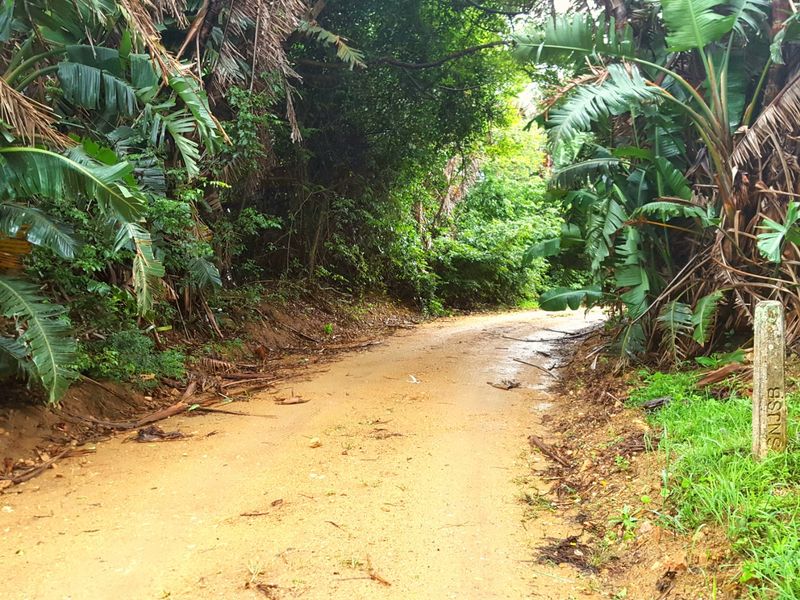 A view of an unpaved, dirt access road surrounded by dense, overgrown tropical vegetation and trees.