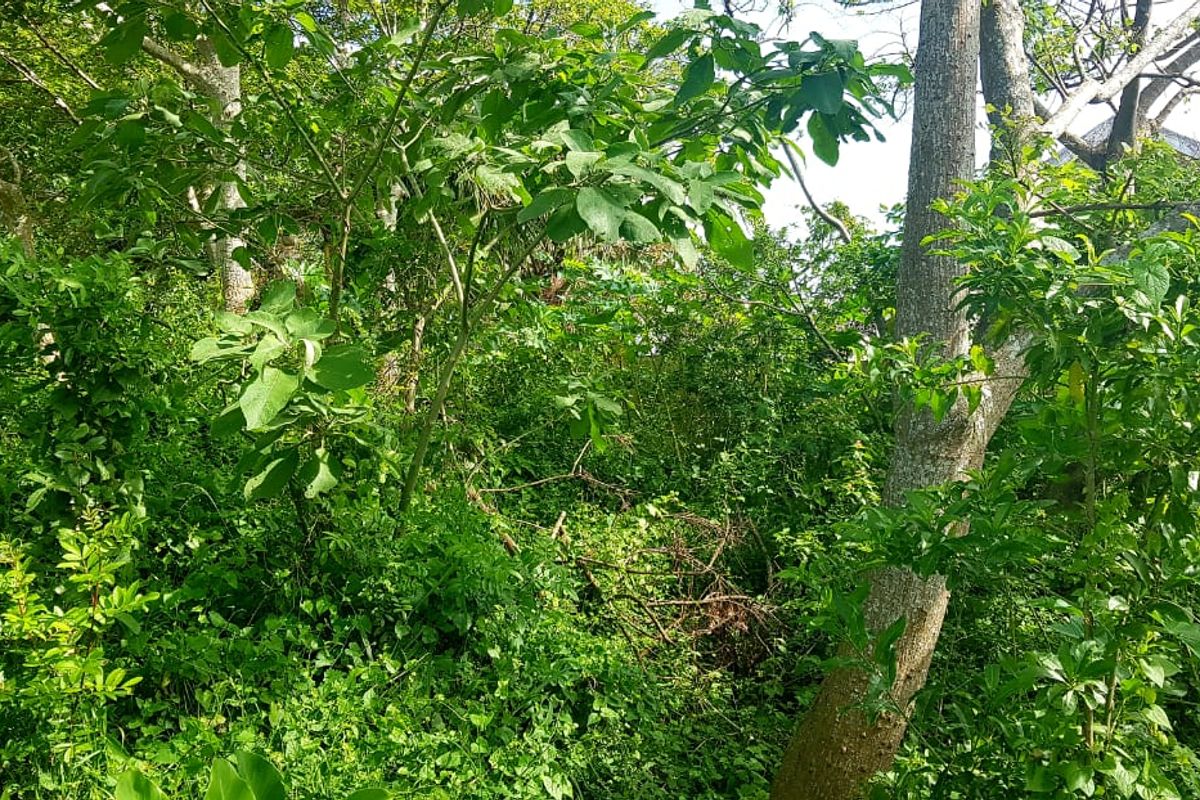 A view of a densely overgrown residential plot featuring mature trees and thick natural vegetation.