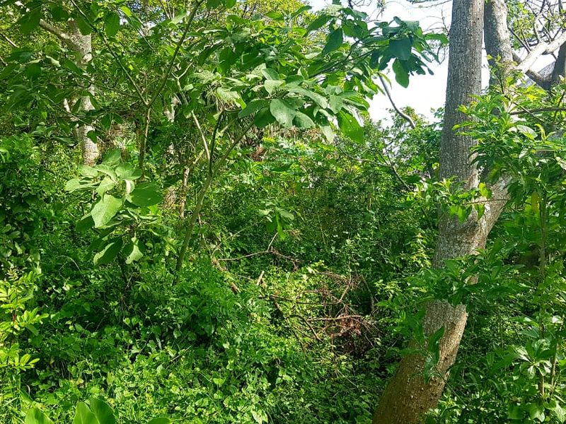 A view of a densely overgrown residential plot featuring mature trees and thick natural vegetation.