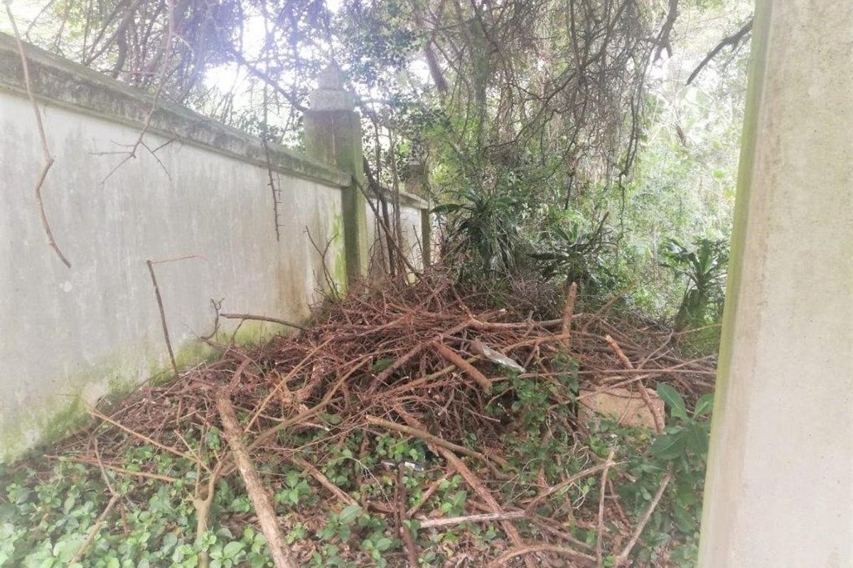A view of the property boundary featuring a concrete perimeter wall and pillars, currently obscured by overgrown vegetation and accumulated garden debris.