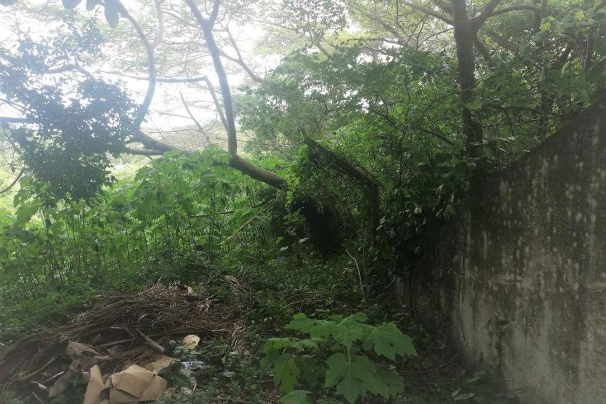 An overgrown residential plot featuring dense vegetation, a fallen tree, and a weathered concrete boundary wall.