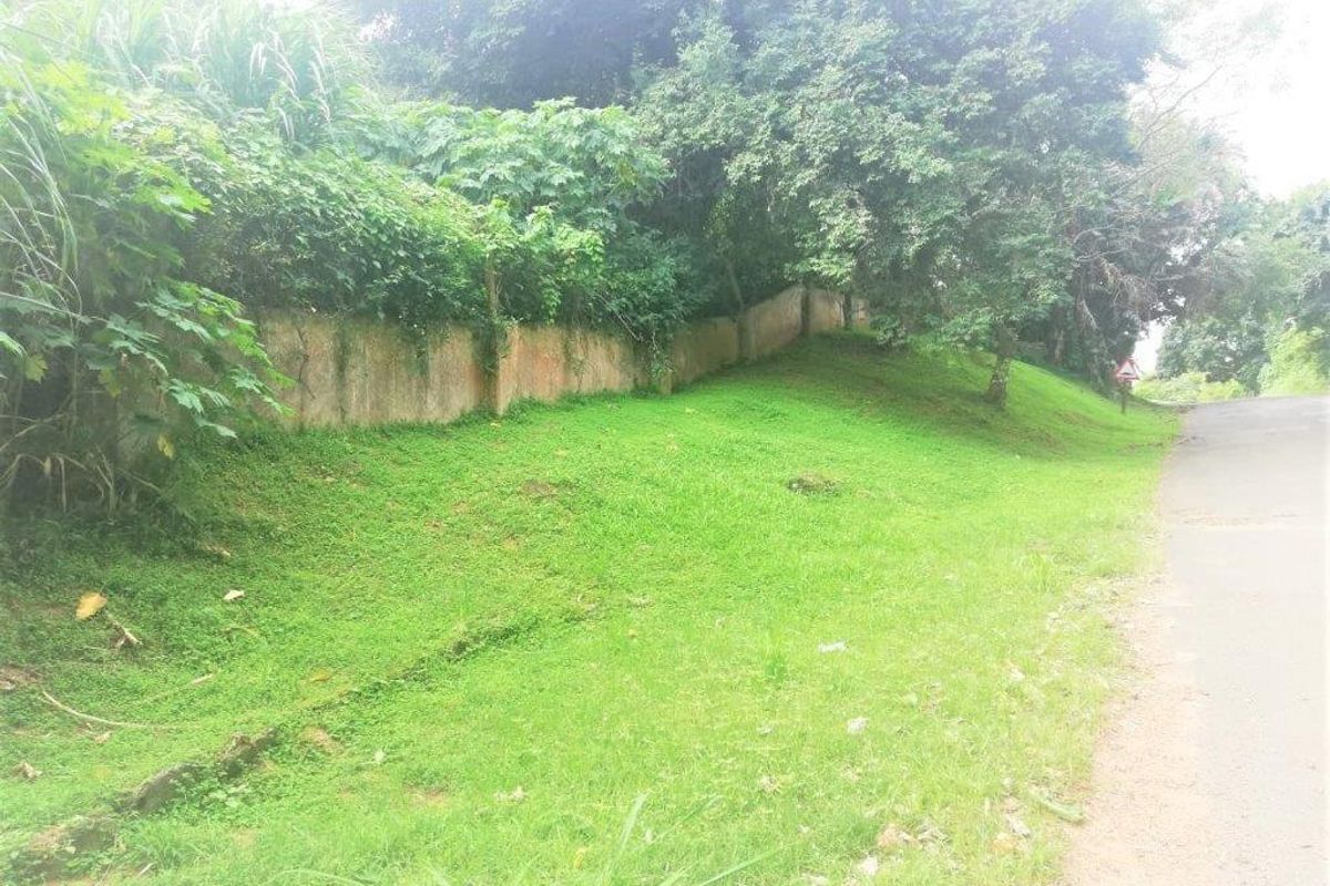A view of the street frontage showing a grass verge, mature trees, and a weathered retaining wall bordering the residential land.