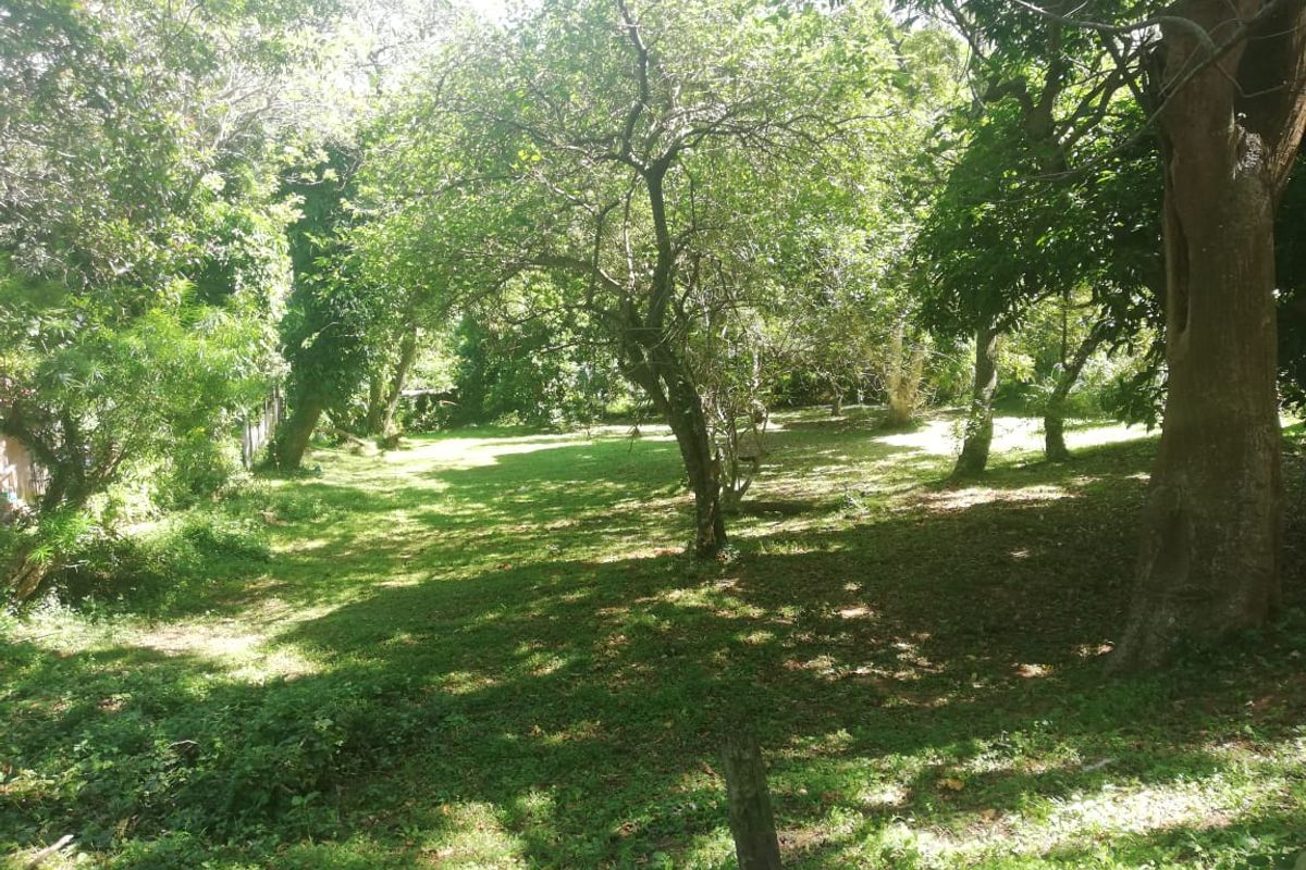 A spacious, tree-filled residential plot featuring a natural grass lawn and mature trees, offering a peaceful and private setting.