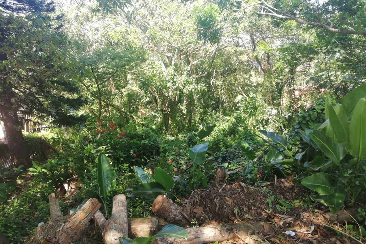 A view of a densely wooded residential plot featuring mature trees and established natural vegetation.