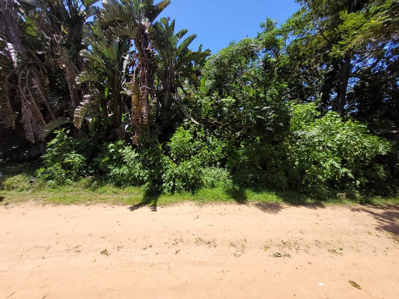 A view of an unpaved dirt road bordering a plot of land with dense, established trees and vegetation.