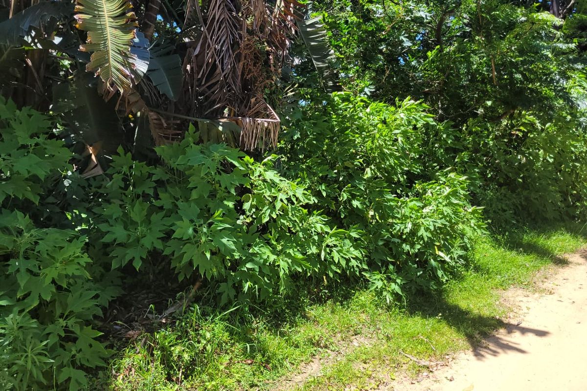A view of dense, overgrown vegetation and mature trees on a vacant residential plot.