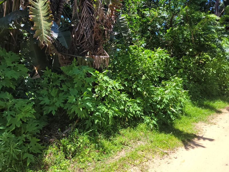 A view of dense, overgrown vegetation and mature trees on a vacant residential plot.
