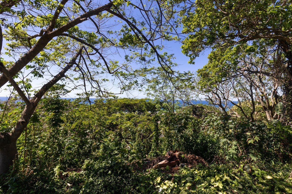 A scenic view of the ocean framed by mature trees and lush coastal vegetation on the residential land.