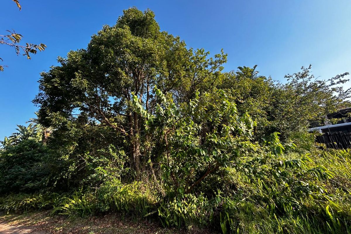 A view of a residential plot featuring mature trees and dense natural vegetation.