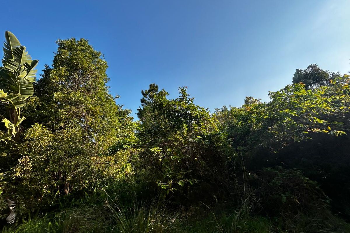 A view of a densely vegetated garden area featuring mature trees and established greenery on the residential plot.