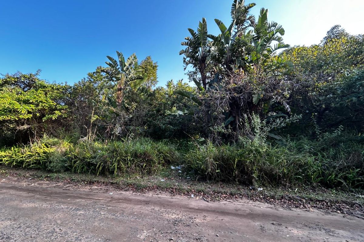 A view of the vacant residential land from the adjacent unpaved road, featuring dense natural vegetation and mature trees.