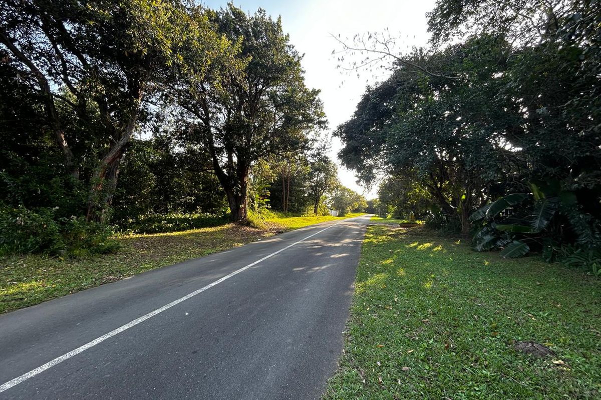 A view of a paved residential street lined with mature trees and green grass verges, providing access to the property.