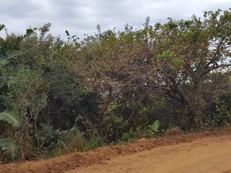 A view of the vacant residential land featuring dense natural vegetation and trees bordering an unpaved dirt road.