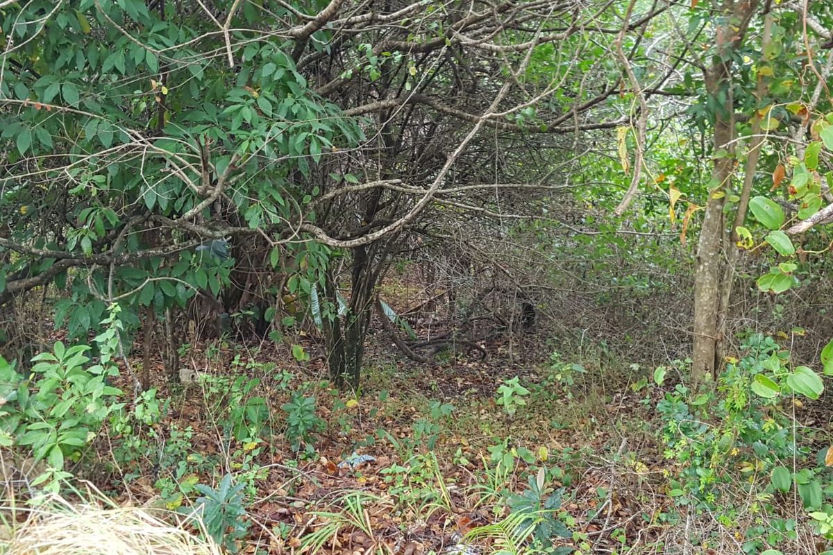 A view of a densely overgrown vacant residential plot featuring thick native trees and shrubs.