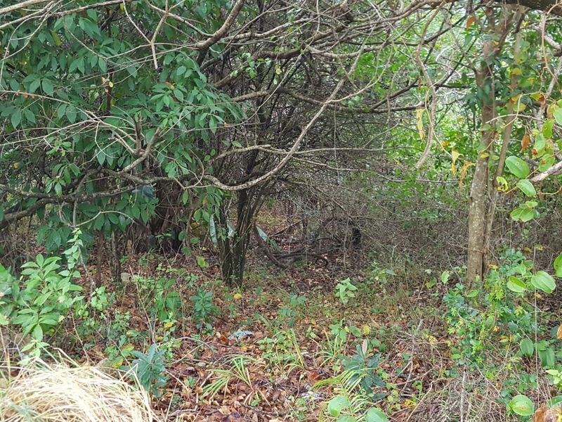 A view of a densely overgrown vacant residential plot featuring thick native trees and shrubs.