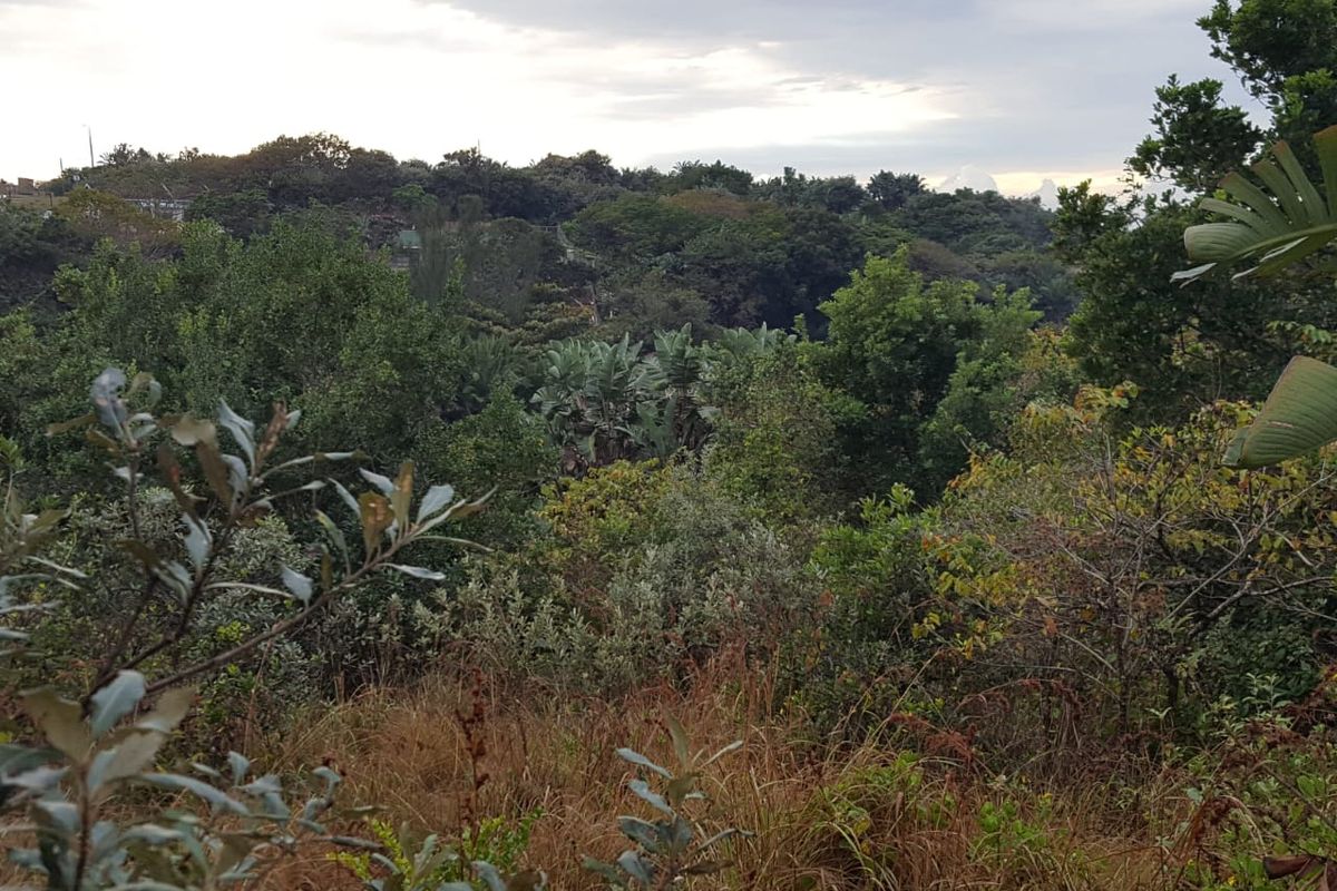A view of the natural landscape and dense vegetation on the vacant residential property.