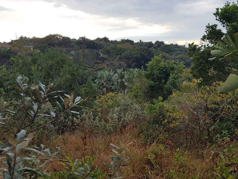 A view of the natural landscape and dense vegetation on the vacant residential property.
