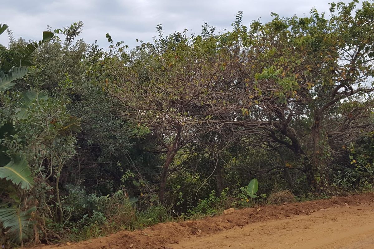 A Vacant Stand In Hibberdene! - Photo 4