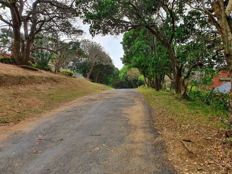 A view of a residential street featuring an asphalt road lined with mature trees and sloped grassy embankments.