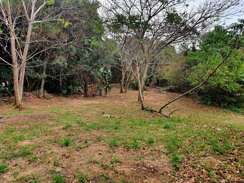 A view of a vacant residential plot featuring mature trees and natural ground cover, offering a private and wooded setting.