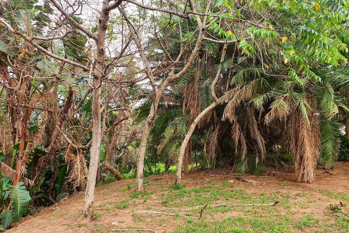 A view of a natural, wooded garden area featuring mature trees and established palm vegetation on the residential property.