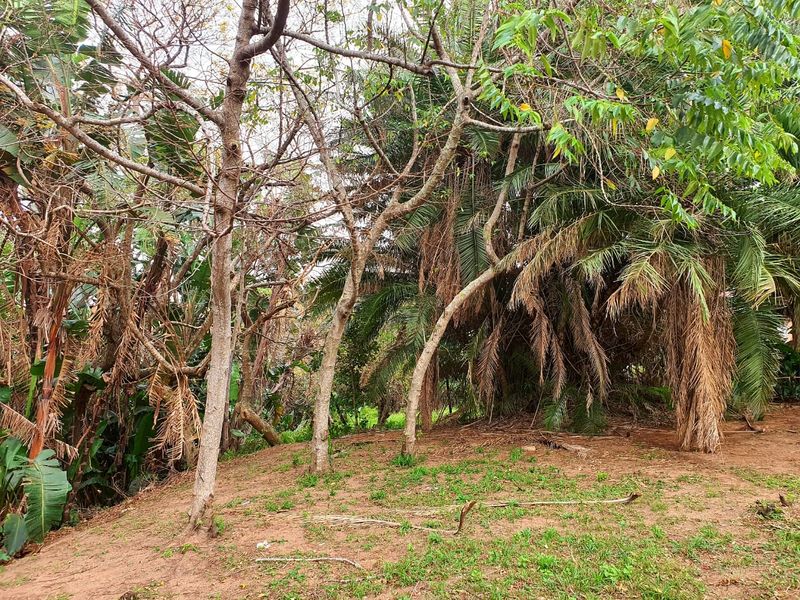 A view of a natural, wooded garden area featuring mature trees and established palm vegetation on the residential property.