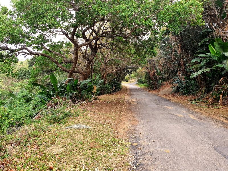A view of a paved residential street lined with mature trees and natural vegetation, providing access to the property.
