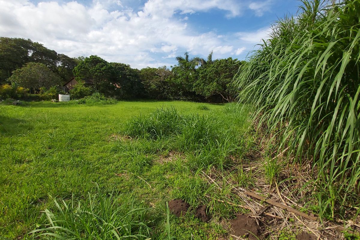 A spacious, level residential plot featuring established trees and natural grass, offering a peaceful setting for future development.