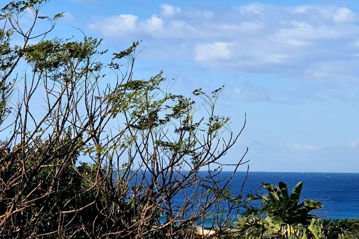 A scenic view of the ocean horizon framed by natural coastal vegetation and trees.