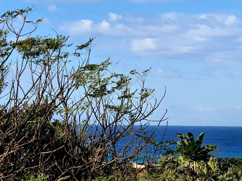 A scenic view of the ocean horizon framed by natural coastal vegetation and trees.