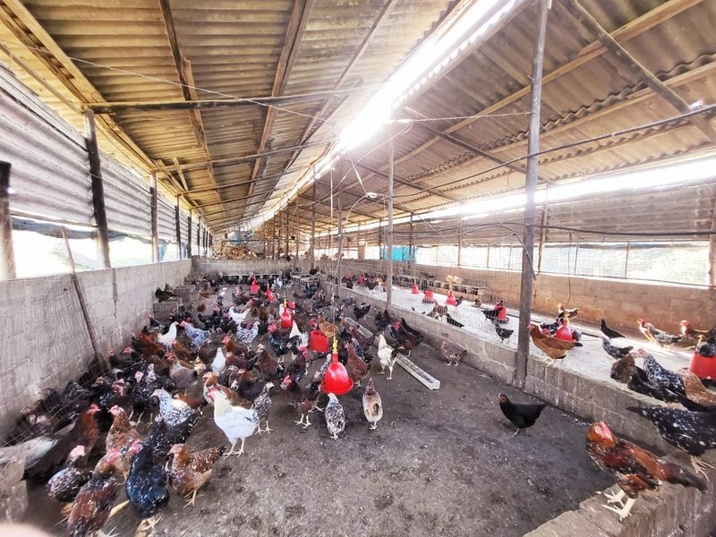 A large-scale agricultural poultry housing facility featuring concrete block walls, wire mesh partitions, and a corrugated metal roof structure.