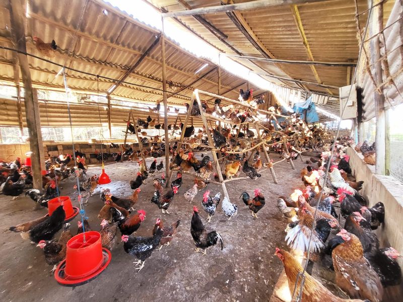 A functional farm utility space featuring a corrugated roof, timber support structure, and concrete perimeter walls, currently utilized for poultry housing.