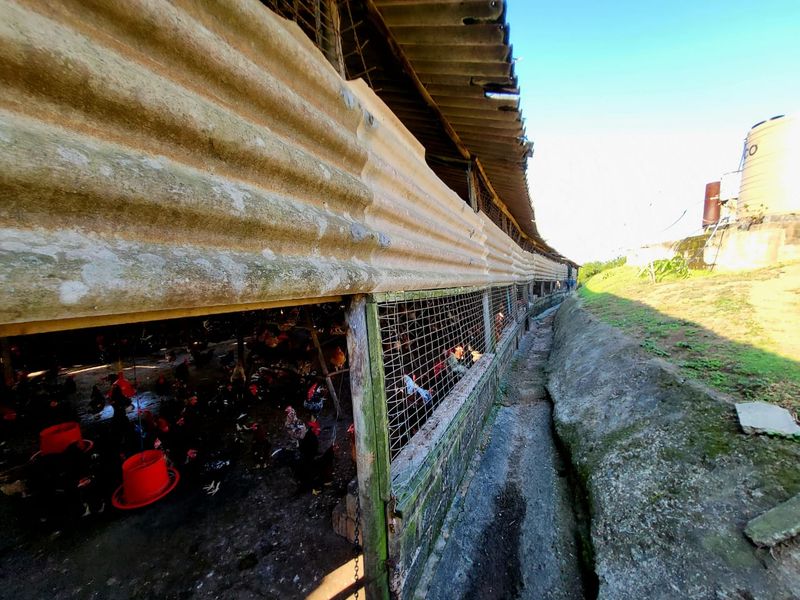 Exterior view of a farm utility structure featuring corrugated roofing, wire mesh enclosures, and an adjacent concrete drainage channel with a water storage tank.