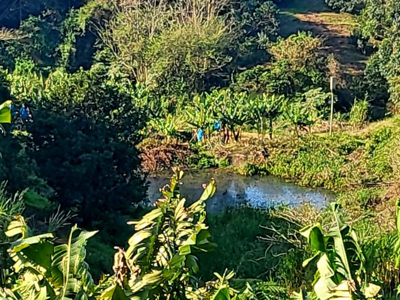 A view of a natural pond surrounded by lush farm vegetation and trees on the property.