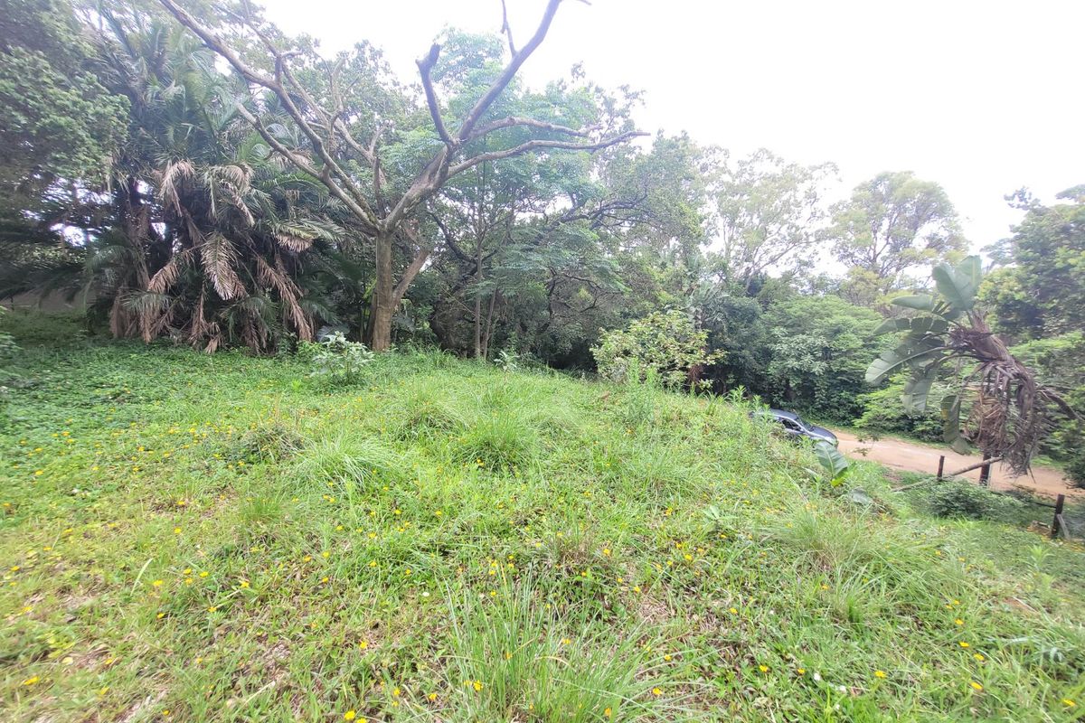 A view of a sloped, undeveloped residential plot featuring dense natural vegetation and mature trees.