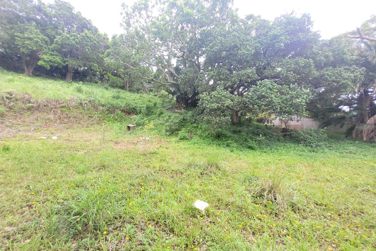A view of a sloped, overgrown residential plot featuring mature trees and natural vegetation.