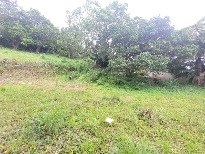 A view of a sloped, overgrown residential plot featuring mature trees and natural vegetation.